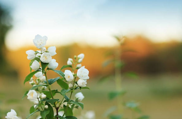 Jasmine - The King of Oils (Uplifting)