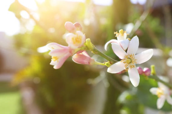 Neroli - The God of Oils (Tranquillity)