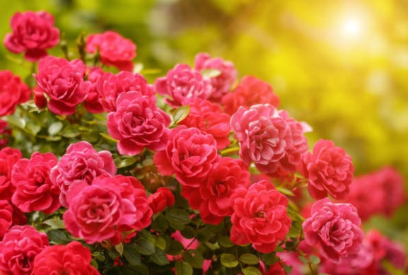 Rose - The Queen of Oils (Relaxation)